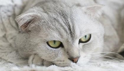 凯尔特人103-95逆转步行者 布朗31+9西亚卡姆空砍25分