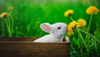 凯尔特人103-95逆转步行者 布朗31+9西亚卡姆空砍25分